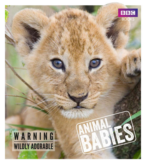 Book cover of Animal Babies