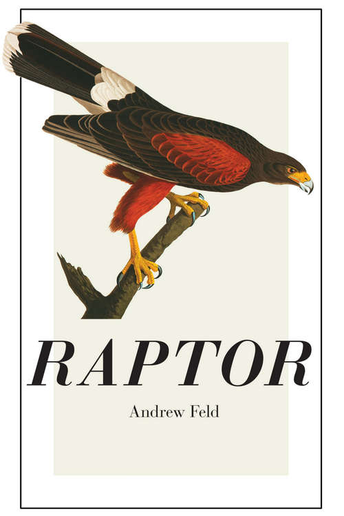 Book cover of Raptor (Phoenix Poets)