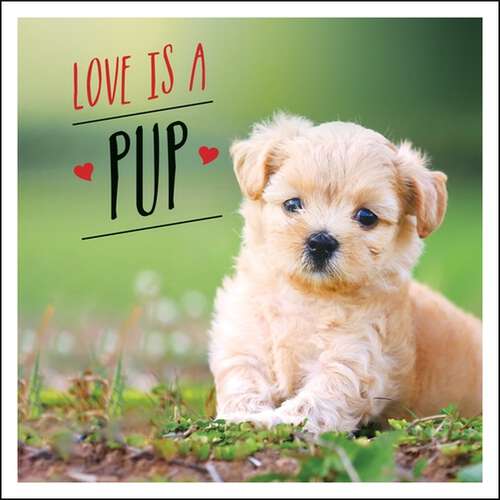 Book cover of Love is a Pup: A Dog-Tastic Celebration of the World's Cutest Puppies