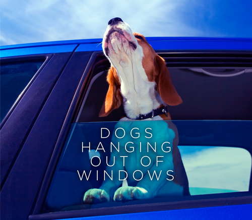 Book cover of Dogs Hanging Out Of Windows