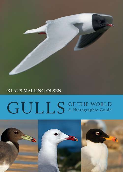 Book cover of Gulls of the World: A Photographic Guide