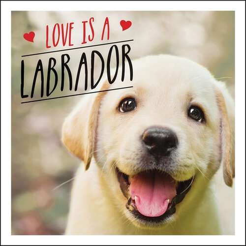 Book cover of Love is a Labrador: A Lab-Tastic Celebration of the World's Favourite Dog