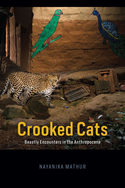 Book cover of Crooked Cats: Beastly Encounters in the Anthropocene (Animal Lives)