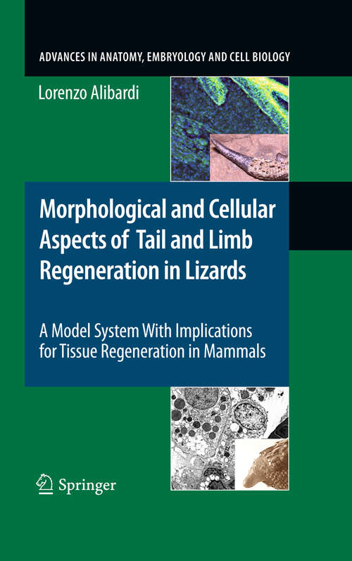 Book cover of Morphological and Cellular Aspects of Tail and Limb Regeneration in Lizards: A Model System With Implications for Tissue Regeneration in Mammals (2010) (Advances in Anatomy, Embryology and Cell Biology #207)