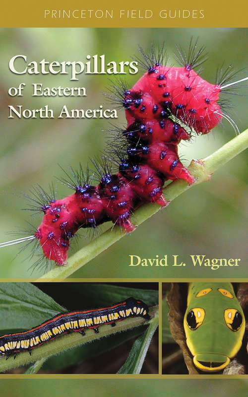 Book cover of Caterpillars of Eastern North America: A Guide to Identification and Natural History